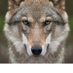 loup spécial