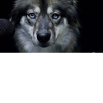 WELCOME TO DOGS GROUP!