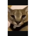 DThedarizz
