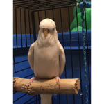 Budgie Yeet