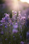 LavenderLightz