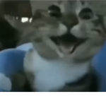 Meowing mice