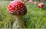 Mushroom Empire The 17