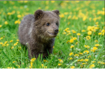 Luv bears forever