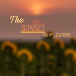 The Sunset Sunflowers