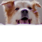 Campuppy