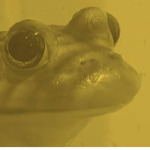 FrogBois