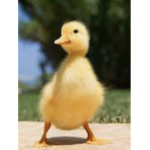 Bob the duck group