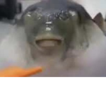 Pufferfish United