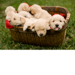 Dogs Are Life!
