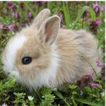Bunnys Are Cute Fan Group
