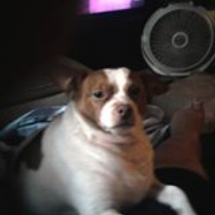 A Dog Roblox decal