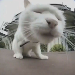 kat !!