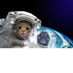 space cat club