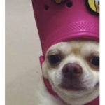 VSCObaconlover group