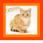 Officail Cat Nation Group
