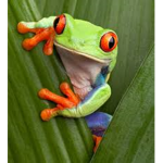Frog_army