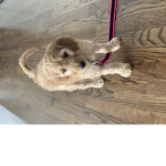 Save the Irish doodles
