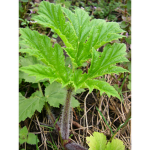 the herbivore community