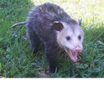 Possums are cool group