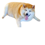 Chill Doggos