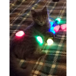 Christmas kitty