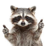 CRAZY RACOONS