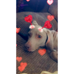 Doggo and catto fans :D