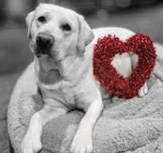 Little Labradors