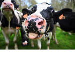 Moooooo cows yay