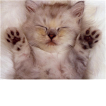 The Kitten Lovers!