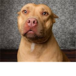 Save the Pitbulls!!!