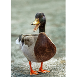 The Duck Emporers