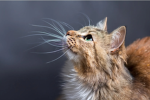 CuteCatsAreHere