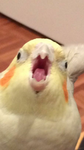 bird store