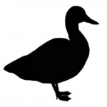 Silent Chicken