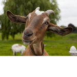 Goats For Life