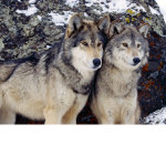 WolfLovers+GoldenWolfs