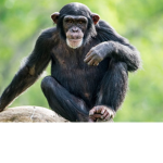 The Chimpanzee Fan club