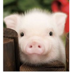 Piggy pals!