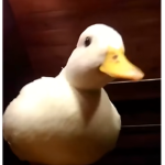 Goosers Group Thumbnail