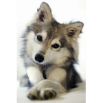 Dogs will fight again