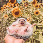 Demelza!