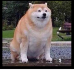 The city of Doge and Humans
