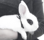 cemeteryhills, Group Thumbnail