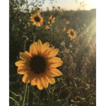 Aesthetic sunflowerr