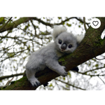Koala K - Royale high