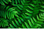 -the overgrowth-