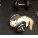 猫好き ¡!