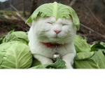 Cabbage Squad!